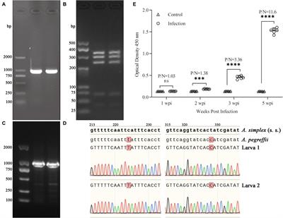 Modulation of the rat intestinal microbiota in the course of Anisakis pegreffii infection